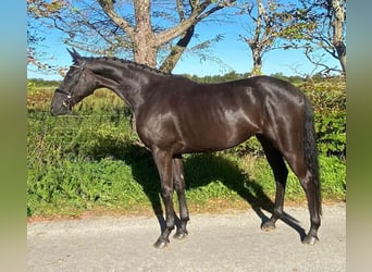 Hannoveraner, Stute, 4 Jahre, 168 cm, Dunkelbrauner