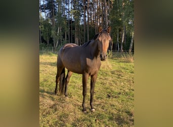 Hannoveraner, Stute, 4 Jahre, 168 cm, Dunkelbrauner