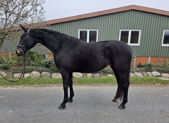 Hannoveraner, Stute, 4 Jahre, 168 cm, Dunkelbrauner