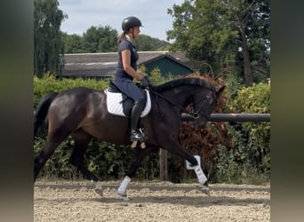 Hannoveraner, Stute, 4 Jahre, 168 cm, Dunkelbrauner