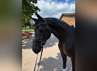 Hannoveraner, Stute, 4 Jahre, 168 cm, Dunkelbrauner