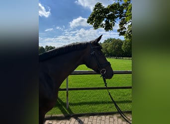 Hannoveraner, Stute, 4 Jahre, 168 cm, Dunkelbrauner