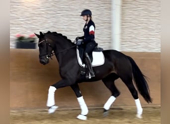 Hannoveraner, Stute, 4 Jahre, 168 cm, Dunkelbrauner