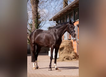 Hannoveraner, Stute, 4 Jahre, 168 cm, Dunkelbrauner
