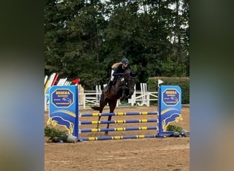 Hannoveraner, Stute, 4 Jahre, 168 cm, Dunkelbrauner