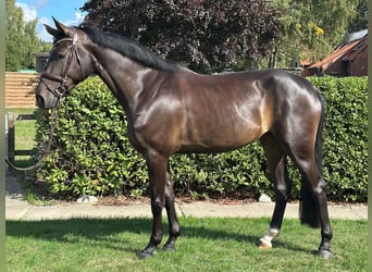 Hannoveraner, Stute, 4 Jahre, 168 cm, Dunkelbrauner