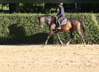 Hannoveraner, Stute, 4 Jahre, 168 cm, Dunkelbrauner