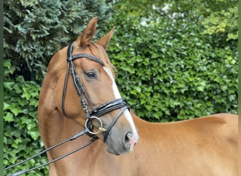 Hannoveraner, Stute, 4 Jahre, 168 cm, Dunkelfuchs