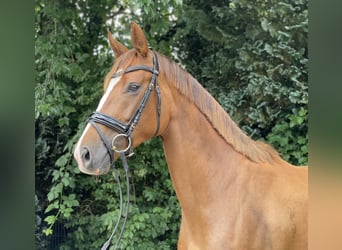 Hannoveraner, Stute, 4 Jahre, 168 cm, Dunkelfuchs