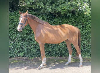 Hannoveraner, Stute, 4 Jahre, 168 cm, Dunkelfuchs