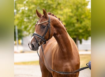 Hannoveraner, Stute, 4 Jahre, 168 cm, Dunkelfuchs