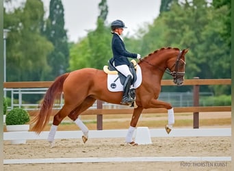 Hannoveraner, Stute, 4 Jahre, 168 cm, Dunkelfuchs
