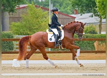 Hannoveraner, Stute, 4 Jahre, 168 cm, Dunkelfuchs