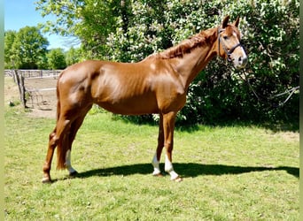 Hannoveraner, Stute, 4 Jahre, 168 cm, Dunkelfuchs