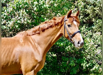 Hannoveraner, Stute, 4 Jahre, 168 cm, Dunkelfuchs