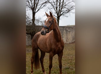 Hannoveraner, Stute, 4 Jahre, 168 cm, Dunkelfuchs