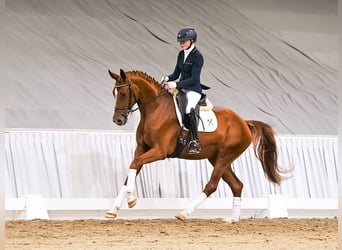 Hannoveraner, Stute, 4 Jahre, 168 cm, Fuchs