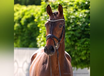 Hannoveraner, Stute, 4 Jahre, 168 cm, Fuchs