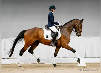 Hannoveraner, Stute, 4 Jahre, 168 cm, Fuchs