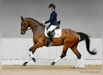 Hannoveraner, Stute, 4 Jahre, 168 cm, Fuchs