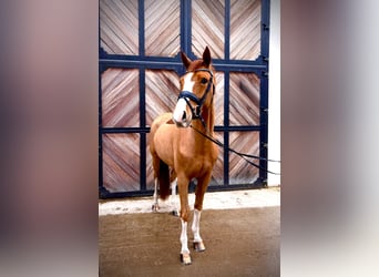 Hannoveraner, Stute, 4 Jahre, 168 cm, Fuchs