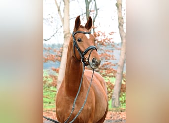 Hannoveraner, Stute, 4 Jahre, 168 cm, Fuchs