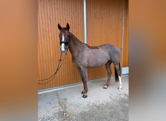 Hannoveraner, Stute, 4 Jahre, 168 cm, Fuchs