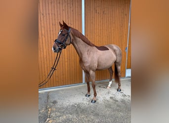 Hannoveraner, Stute, 4 Jahre, 168 cm, Fuchs