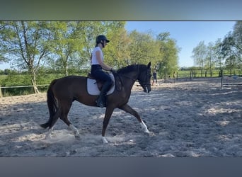 Hannoveraner, Stute, 4 Jahre, 168 cm, Fuchs