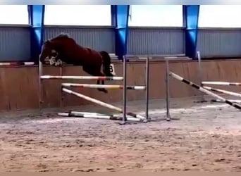 Hannoveraner, Stute, 4 Jahre, 168 cm, Fuchs