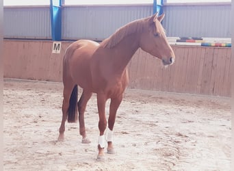 Hannoveraner, Stute, 4 Jahre, 168 cm, Fuchs