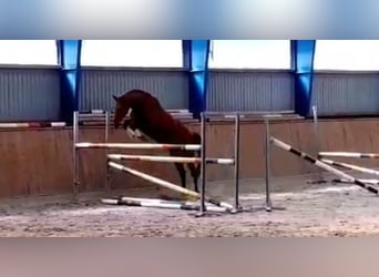Hannoveraner, Stute, 4 Jahre, 168 cm, Fuchs