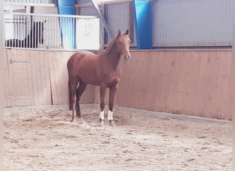 Hannoveraner, Stute, 4 Jahre, 168 cm, Fuchs