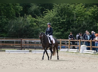 Hannoveraner, Stute, 4 Jahre, 168 cm, Kann Schimmel werden