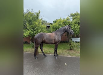 Hannoveraner, Stute, 4 Jahre, 168 cm, Kann Schimmel werden