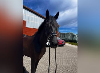 Hannoveraner, Stute, 4 Jahre, 168 cm, Rappe