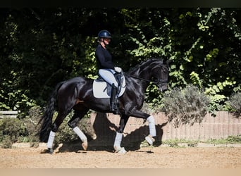 Hannoveraner, Stute, 4 Jahre, 168 cm, Rappe