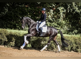 Hannoveraner, Stute, 4 Jahre, 168 cm, Rappe