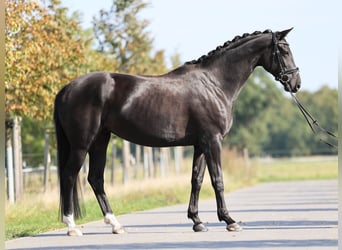 Hannoveraner, Stute, 4 Jahre, 168 cm, Rappe