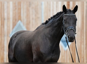 Hannoveraner, Stute, 4 Jahre, 168 cm, Rappe
