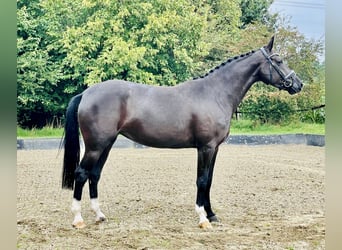 Hannoveraner, Stute, 4 Jahre, 168 cm, Rappe
