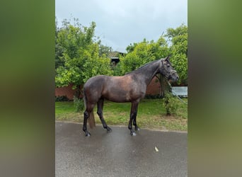 Hannoveraner, Stute, 4 Jahre, 168 cm, Schimmel