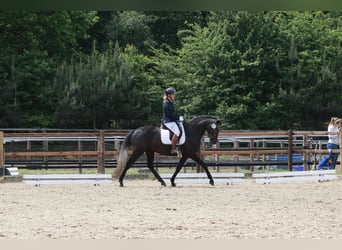 Hannoveraner, Stute, 4 Jahre, 168 cm, Schimmel