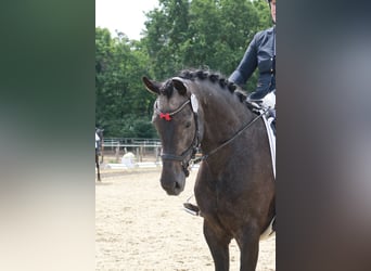 Hannoveraner, Stute, 4 Jahre, 168 cm, Schimmel