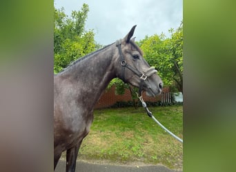 Hannoveraner, Stute, 4 Jahre, 168 cm, Schimmel