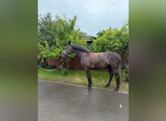 Hannoveraner, Stute, 4 Jahre, 168 cm, Schimmel