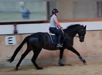 Hannoveraner, Stute, 4 Jahre, 168 cm, Schwarzbrauner