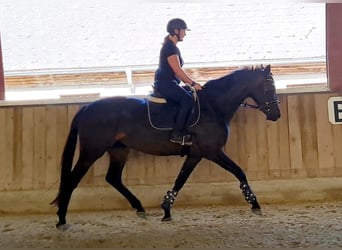 Hannoveraner, Stute, 4 Jahre, 168 cm, Schwarzbrauner