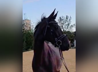 Hannoveraner, Stute, 4 Jahre, 168 cm, Schwarzbrauner