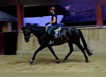 Hannoveraner, Stute, 4 Jahre, 168 cm, Schwarzbrauner